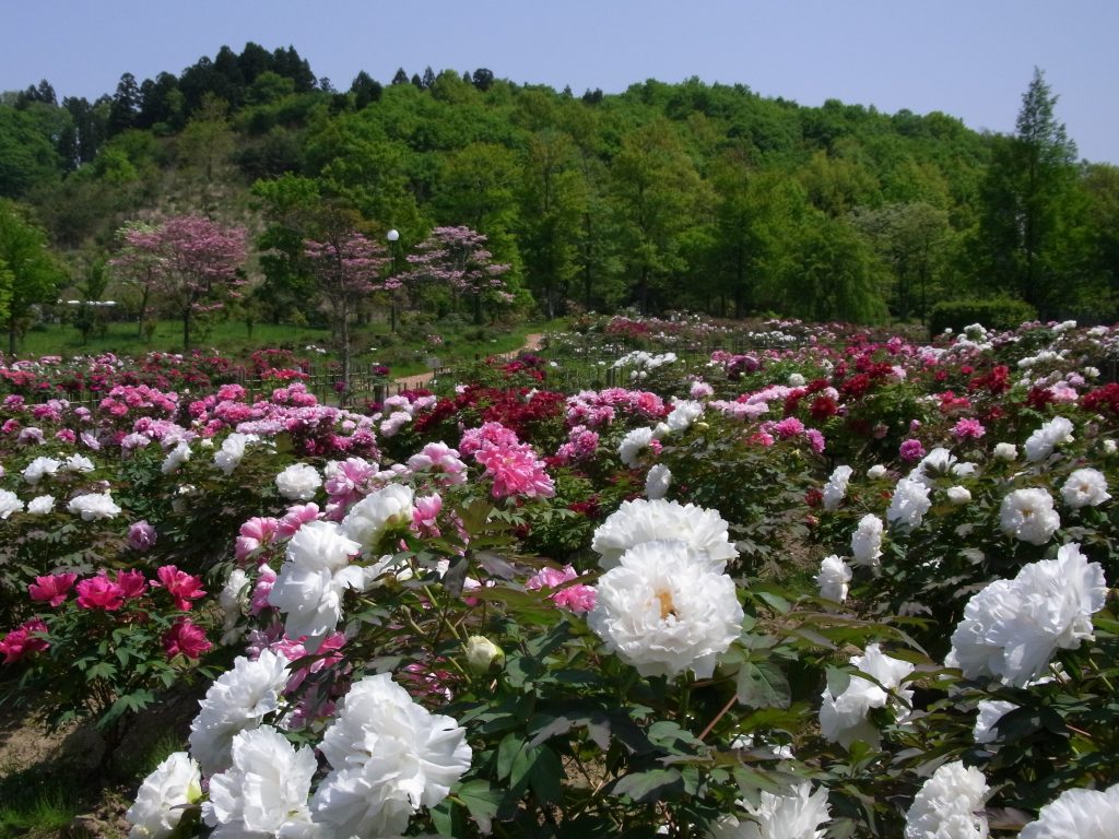 新潟県立植物園 秋葉さとやま手帖web